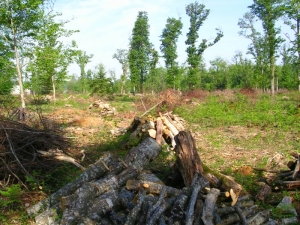 Coupe debois en forêt domaniale de la Braconne (Ph. J-M. LAFORGE 2001)