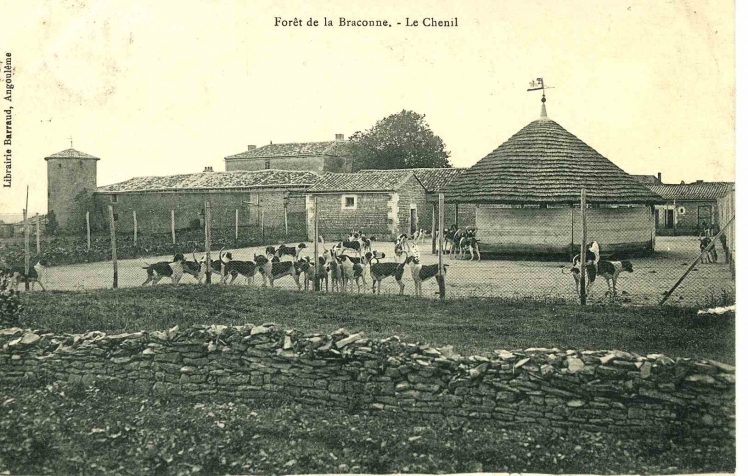 Les chiens de meute pour la chasse à courre