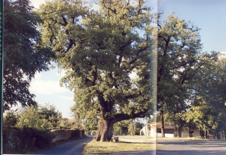 Photo du Gros Chêne (Livre de Charente Nature "les Arbres Remarquables)