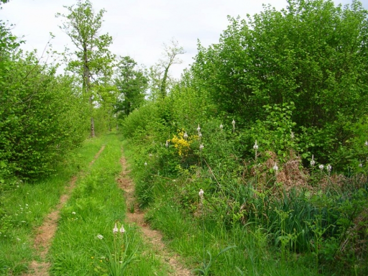 Un sentier en forêt domaniale de la Braconne (Ph. G. B.)